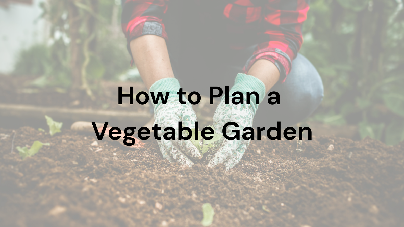 How to Plan a Vegetable Garden