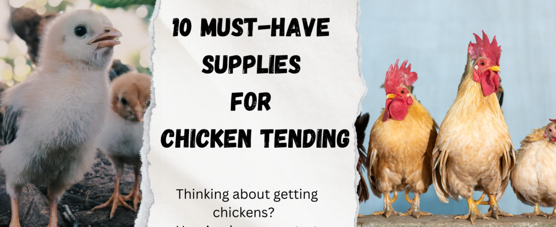 10 Must-Have Supplies for Chicken Tending