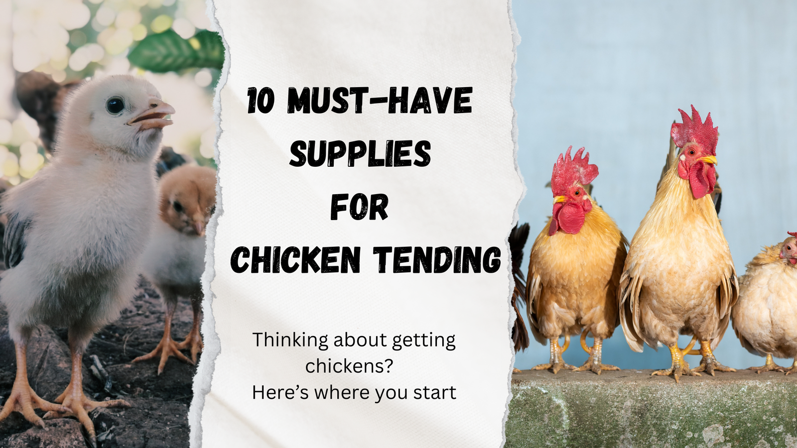 10 Must-Have Supplies for Chicken Tending