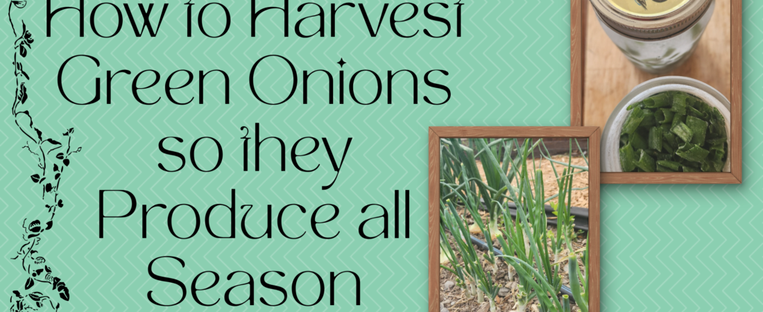 How to Harvest Green Onions