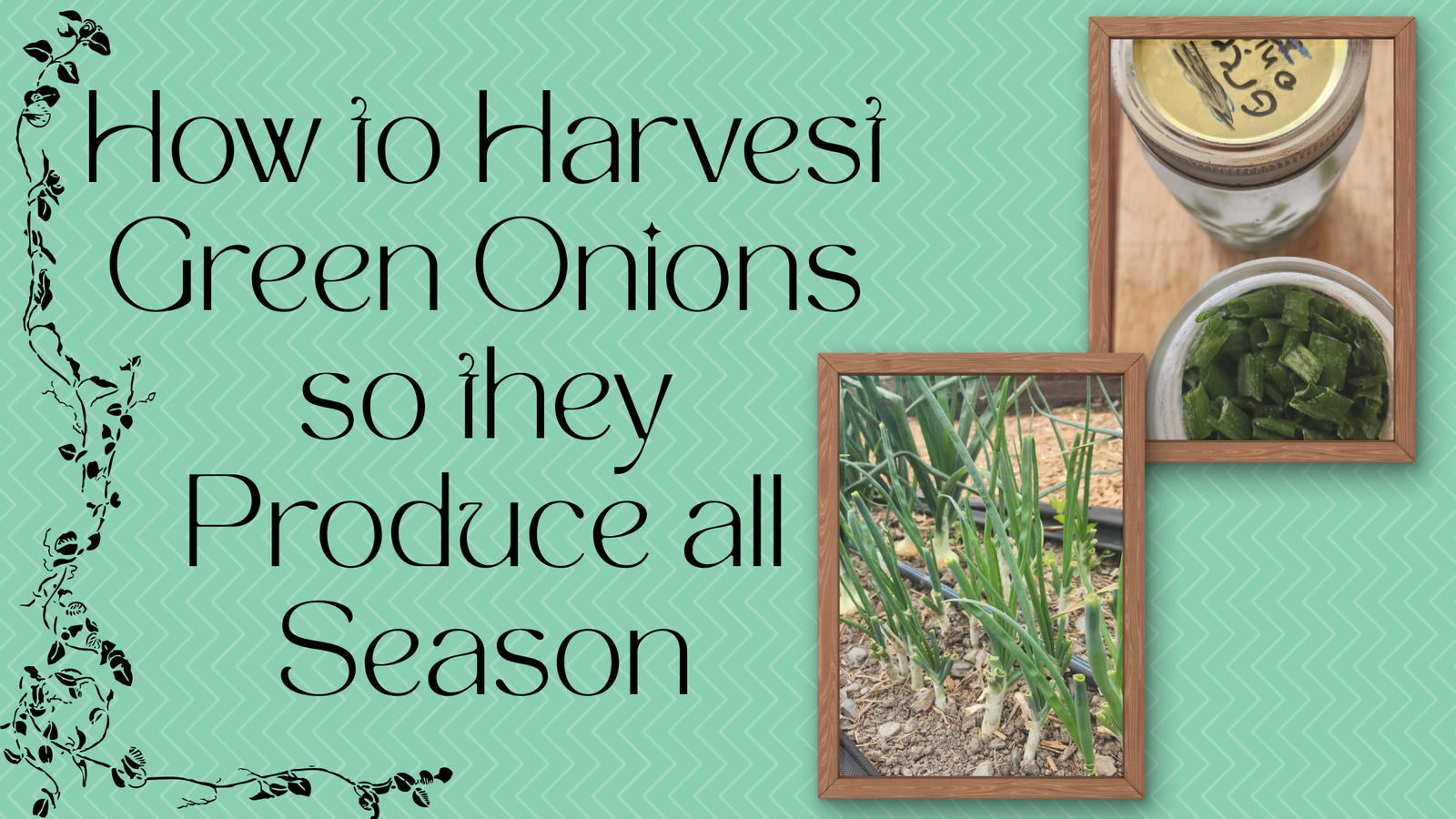 How to Harvest Green Onions