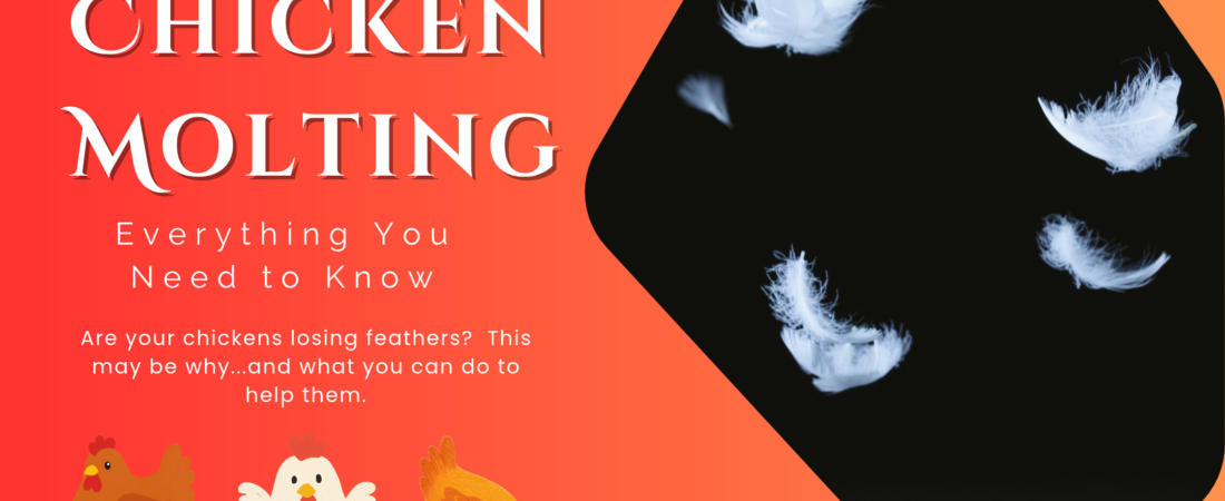 Chicken Molting: Everything You Need to Know