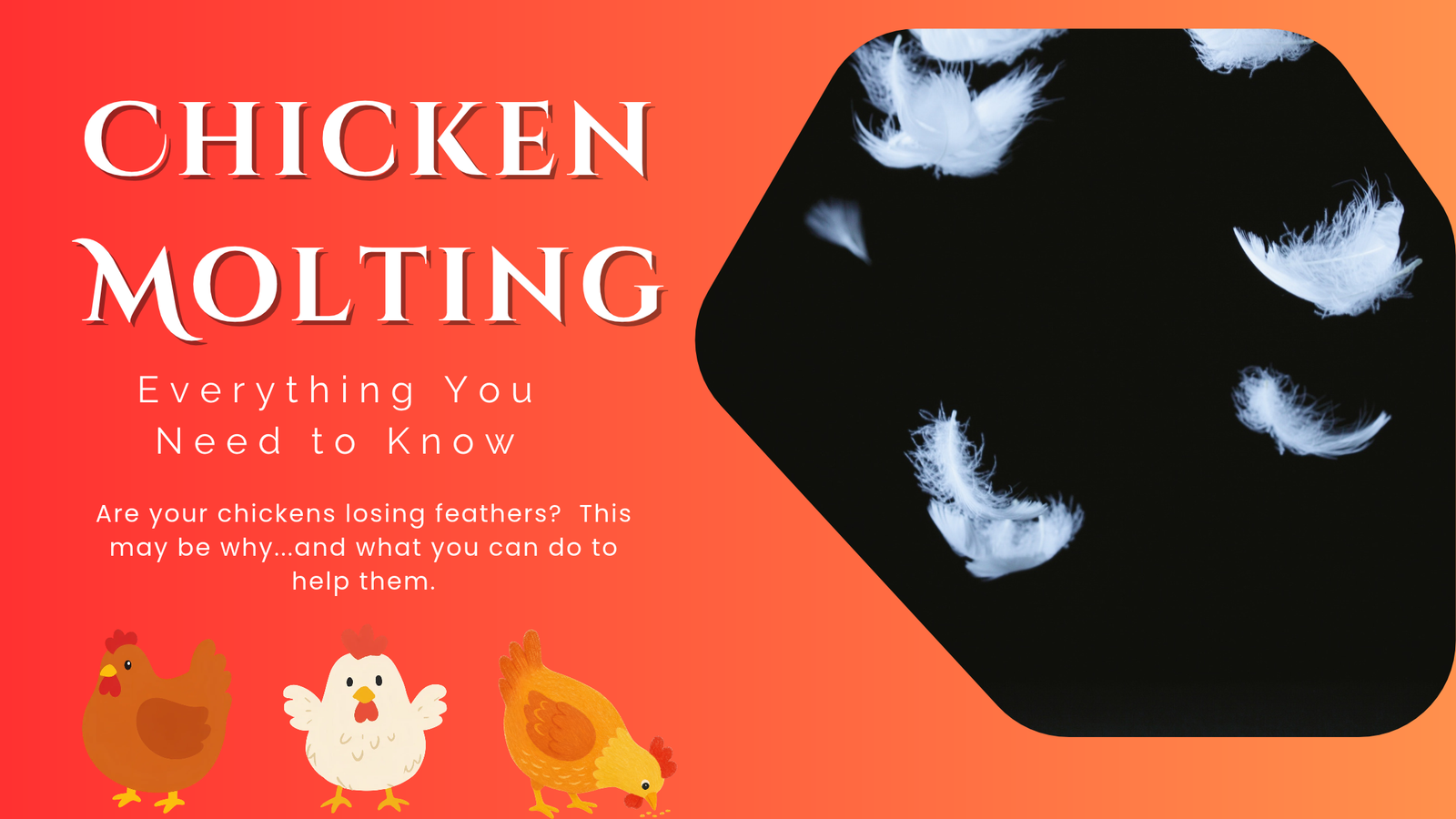 Chicken Molting: Everything You Need to Know